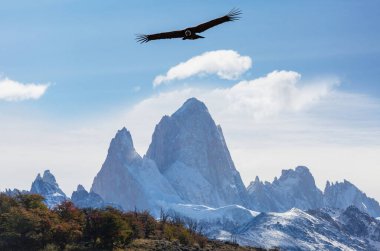 Andean Condor  flying over Cerro Torre peak,  Patagonia, Argentina. clipart