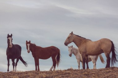Yeşil çayırdaki ağaçların arasında bir at