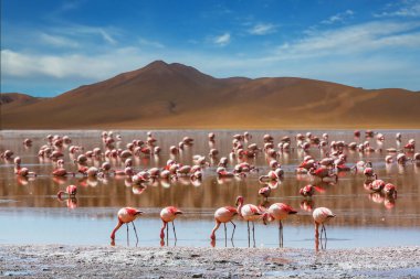 Güney Amerika'da gerçeküstü manzara. Renkli Laguna Colorada Altiplano Bolivya Platosu üzerinde.