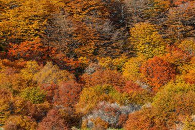 Güneşli bir ormanda renkli sonbahar yaprakları. Sonbahar doğal arka planı