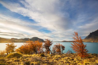 Perito Moreno Ulusal Parkı, Arjantin, Güney Amerika. Güzel renkli sonbahar mevsimi.