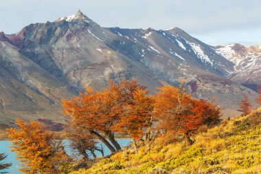 Perito Moreno Ulusal Parkı, Arjantin, Güney Amerika. Güzel renkli sonbahar mevsimi.