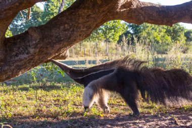 Brezilya Pantanal, Güney Amerika 'da karınca yiyen