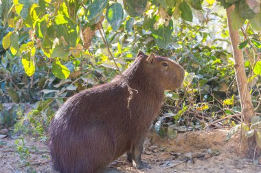 Pantanal, Brezilya, Güney Amerika 'da Capybara