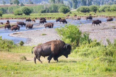 Yellowstone Ulusal Parkı 'ndaki vahşi bizon, ABD