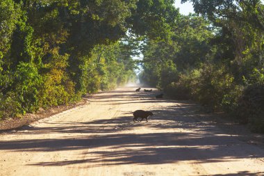 Pantanal, Brezilya, Güney Amerika 'da Capybara