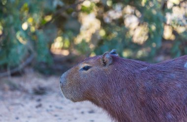 Pantanal, Brezilya, Güney Amerika 'da Capybara