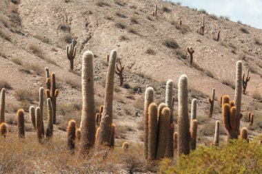 Beautiful natural landscapes in Northern Argentina. Gravel road among cactus. clipart