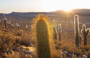 Gün doğumunda bir dağda kaktüs ormanı, Şili, Güney Amerika