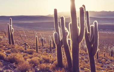 Gün doğumunda bir dağda kaktüs ormanı, Şili, Güney Amerika