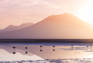 Bolivya Altiplano Gölü 'nde flamingo. Vahşi doğa.