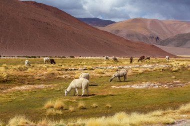 Bolivya 'nın uzak bölgelerindeki Lama