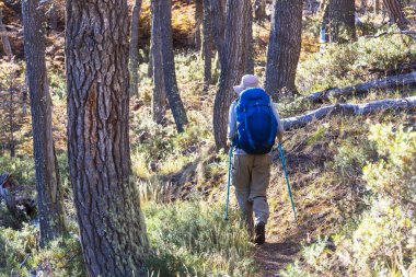 Ormandaki patikada yürüyüş yapan bir adam. Doğa yürüyüşü açık havada.