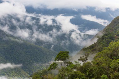 Güney Amerika, Bolivya 'daki güzel yeşil tropikal ormanda bitkiler