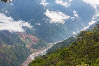 Güney Amerika, Bolivya 'daki güzel yeşil tropikal ormanda bitkiler