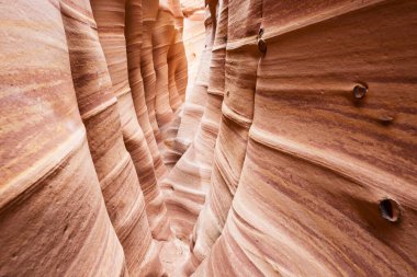 Utah, ABD 'deki Grand Staircase Escalante Ulusal Parkı' ndaki Slot Kanyonu. Utah çöllerinde alışılmadık renkli kumtaşı oluşumları yürüyüşçüler için popülerdir..