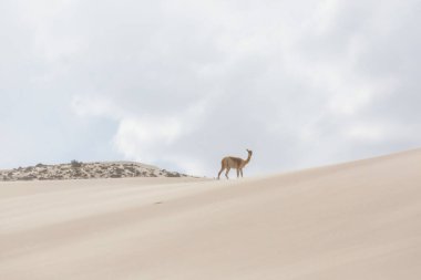 Güney Amerika, Arjantin 'deki kum tepelerinde vahşi vicunalar