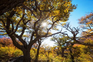 Güneşli bir ormanda renkli sonbahar yaprakları. Sonbahar doğal arka planı