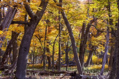 Güneşli bir ormanda renkli sonbahar yaprakları. Sonbahar doğal arka planı