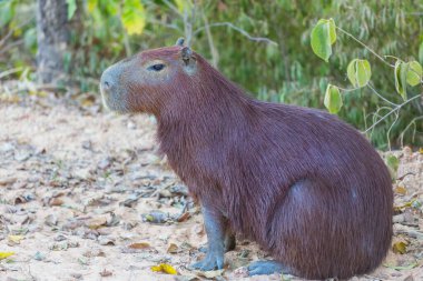 Pantanal, Brezilya, Güney Amerika 'da Capybara