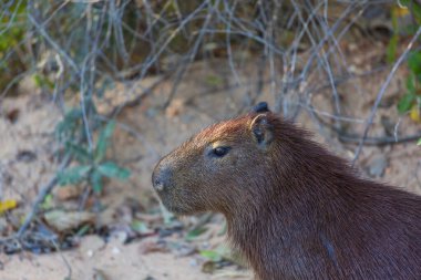 Pantanal, Brezilya, Güney Amerika 'da Capybara