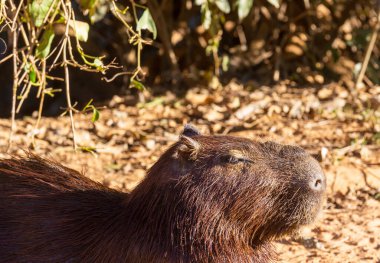 Pantanal, Brezilya, Güney Amerika 'da Capybara