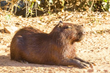 Pantanal, Brezilya, Güney Amerika 'da Capybara