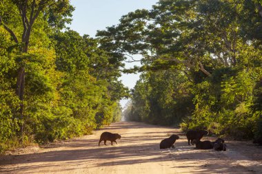 Pantanal, Brezilya, Güney Amerika 'da Capybara