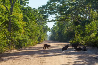 Pantanal, Brezilya, Güney Amerika 'da Capybara