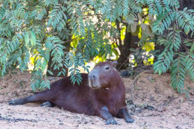 Pantanal, Brezilya, Güney Amerika 'da Capybara
