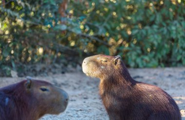 Pantanal, Brezilya, Güney Amerika 'da Capybara