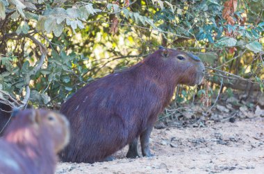 Pantanal, Brezilya, Güney Amerika 'da Capybara