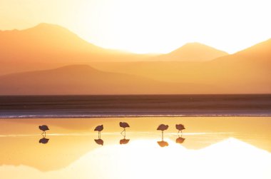 Flamingo Bolivya Altiplano 'nun doğuşunda gölde vahşi doğa