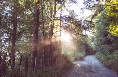 Rural road in the summer forest