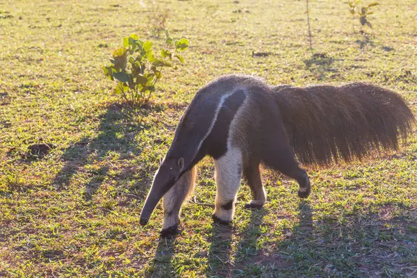 Brezilya Pantanal, Güney Amerika 'da karınca yiyen