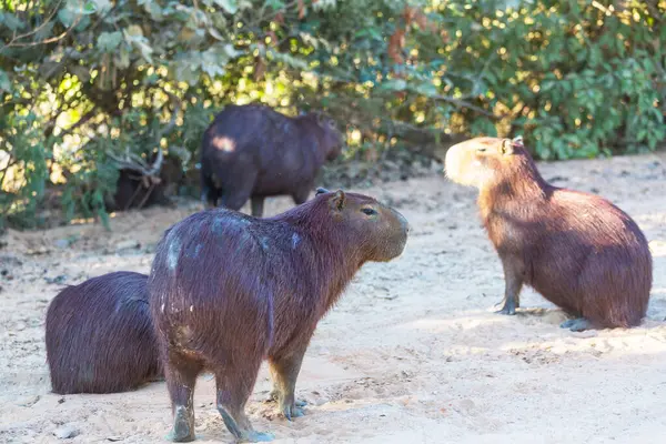 stock image Capybara in the Pantanal, Brazil, South America