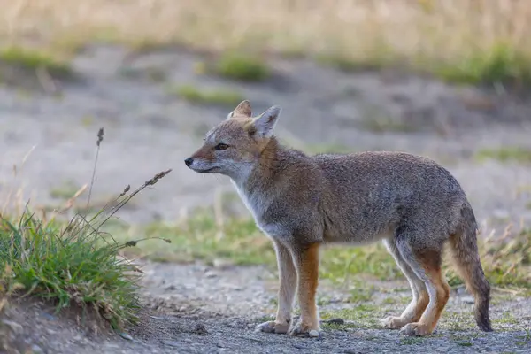 stock image South American gray fox (Lycalopex griseus), Patagonian fox, in Patagonia mountains