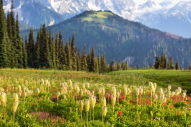 Güneşli bir günde dağ çayırı. Doğal yaz manzarası.