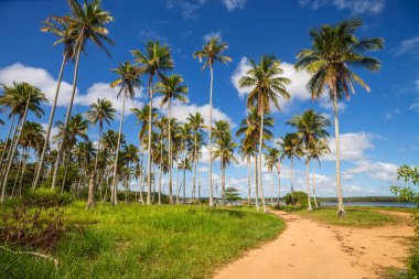 Tropikal adada palmiye fidanı