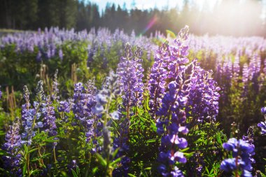 Gün doğumunda dağlarda yaz çayırları