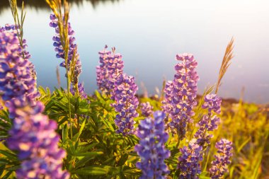 Yaz mevsiminde yeşil bir çayırdaki güzel kır çiçekleri. Doğal arkaplan.