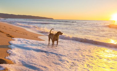 Gün batımında güneşli bir okyanus sahilinde köpek.