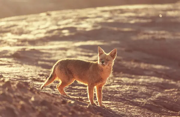 stock image South American gray fox (Lycalopex griseus), Patagonian fox, in Patagonia mountains