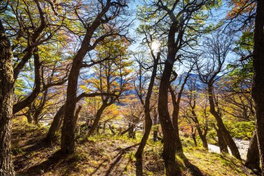 Güneşli bir ormanda renkli sonbahar yaprakları. Sonbahar doğal arka planı