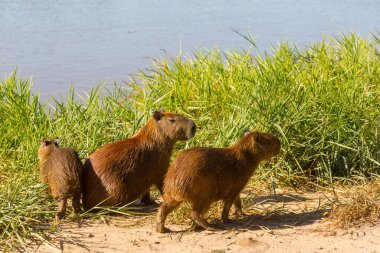 Pantanal, Brezilya, Güney Amerika 'da Capybara