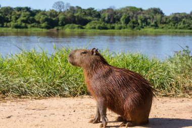 Pantanal, Brezilya, Güney Amerika 'da Capybara