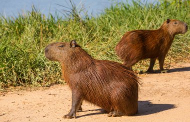 Pantanal, Brezilya, Güney Amerika 'da Capybara