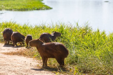 Pantanal, Brezilya, Güney Amerika 'da Capybara