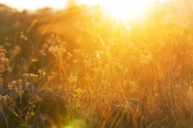 Çiçek çayırında güneşli bir gün. Güzel doğal arka plan. Doğadaki yabani bitkiler.