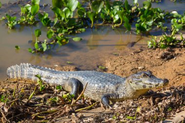 Pantanal, Brezilya 'da Timsah